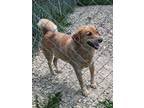 Adopt Tonka a Cattle Dog / Australian Cattle Dog / Mixed dog in Bloomington