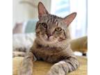Adopt Sperry a Domestic Short Hair
