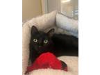 Adopt Midnight a Domestic Shorthair / Mixed (short coat) cat in Newberg