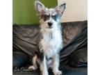 Adopt Stetson a Gray/Silver/Salt & Pepper - with Black Mixed Breed (Medium) /