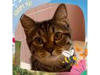 Adopt Sunset a Tiger Striped Domestic Shorthair cat in Toms River, NJ (37785243)