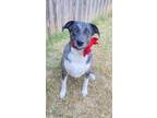 Adopt Sadie a Gray/Blue/Silver/Salt & Pepper Catahoula Leopard Dog / Labrador