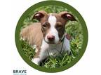 Adopt Marcella a Brown/Chocolate - with White Mixed Breed (Medium) dog in