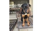 Adopt Bamby a Black - with Tan, Yellow or Fawn Rottweiler / Mixed dog in Cape