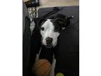 Adopt Mama Destiny a Black - with White Pit Bull Terrier / Mixed Breed (Medium)