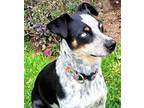 Adopt Sky-1 CP a Black - with White Blue Heeler / Mixed Breed (Medium) dog in