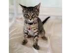 Adopt Lecara a Brown or Chocolate Domestic Shorthair / Mixed cat in Huntsville