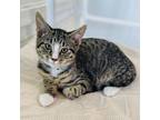 Adopt Lucky Phillips a Brown or Chocolate Domestic Shorthair / Mixed cat in
