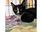 Adopt Nilla a All Black Domestic Shorthair / Mixed cat in East Smithfield