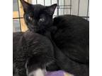 Adopt Biscoff a All Black Domestic Shorthair / Mixed cat in East Smithfield