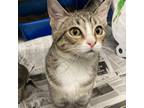 Adopt Margo a Gray or Blue Domestic Shorthair / Mixed cat in Starkville