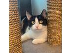 Adopt Julieta a All Black Domestic Shorthair / Mixed cat in Port Washington