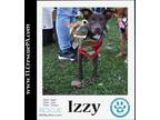 Adopt Izzy (The Besties) 090923 a Brown/Chocolate - with White Labrador