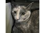 Adopt Beatrix a Gray or Blue Domestic Shorthair / Mixed cat in Normal