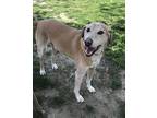 Adopt Bubba Wags a Tan/Yellow/Fawn Foxhound dog in Southampton, PA (38750836)