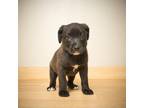 Adopt Freya D13292 a Black Terrier (Unknown Type, Small) / Mixed dog in