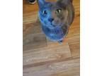 Adopt Locke a Gray or Blue Domestic Shorthair / Mixed (short coat) cat in