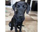 Adopt Genni a Black Labrador Retriever / Mixed dog in Edinburg, TX (38755087)