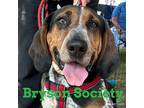 Adopt Bryson Society a Tricolor (Tan/Brown & Black & White) Bluetick Coonhound