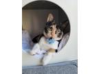 Adopt Mazie a Domestic Shorthair / Mixed (short coat) cat in Lutz, FL (38827220)