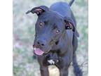 Adopt River a Black Labrador Retriever / Mixed dog in Abilene, TX (38887922)