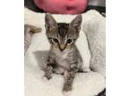 Adopt Pepe Le Purr a Domestic Shorthair / Mixed (short coat) cat in New Orleans