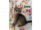 Adopt Jane a Domestic Shorthair / Mixed (short coat) cat in New Orleans