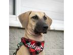 Adopt Wiggles a Tan/Yellow/Fawn Hound (Unknown Type) / Black Mouth Cur / Mixed