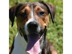 Adopt Lua a Brown/Chocolate Mixed Breed (Medium) / Mixed dog in Columbus