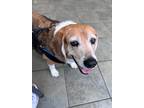 Adopt Opie a Tricolor (Tan/Brown & Black & White) Beagle / Mixed dog in Houston