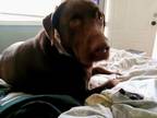Adopt Bo a Brown/Chocolate Labrador Retriever / Mixed dog in Cloverdale