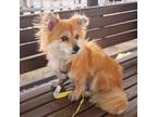 Adopt Peach a Red/Golden/Orange/Chestnut - with White Pomeranian / Mixed dog in