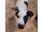 Adopt Lurvy a White - with Tan, Yellow or Fawn Hound (Unknown Type) / Mixed dog