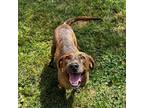 Adopt Briggs a Brown/Chocolate Mixed Breed (Medium) / Mixed dog in Edwardsville