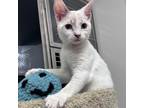 Adopt Ariel a White Domestic Shorthair / Mixed cat in Jupiter, FL (38760611)