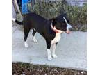 Adopt Toby a Black Border Collie / Labrador Retriever / Mixed dog in Aurora