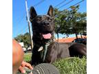 Adopt Carlotta a Black Terrier (Unknown Type, Small) / Mixed dog in St.