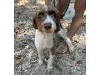 Adopt Popcorn a White - with Brown or Chocolate Mixed Breed (Medium) dog in