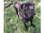 Adopt Buffy a Brindle Mastiff dog in Wolcott, CT (38750354)