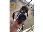 Adopt Blackfoot a Labrador Retriever / Mixed dog in Brownwood, TX (38751081)