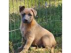 Adopt Sage a Brown/Chocolate Shepherd (Unknown Type) / Mixed Breed (Medium) /