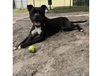 Adopt Becky a Black Mixed Breed (Medium) / Mixed dog in Jacksonville