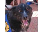 Adopt Sirius a Black Australian Shepherd / Mixed Breed (Medium) / Mixed dog in