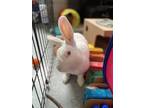 Adopt Snow White a White Other/Unknown / Other/Unknown / Mixed rabbit in