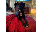 Adopt Farthing Society a Black Retriever (Unknown Type) / Labrador Retriever dog