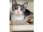 Adopt Wendigo a Domestic Shorthair / Mixed (short coat) cat in Cincinnati