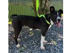 Adopt Wade a Mixed Breed