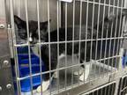 Adopt Spookie a Domestic Short Hair