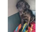 Adopt Dodge a Mixed Breed