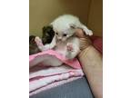 Adopt Latte a Domestic Short Hair